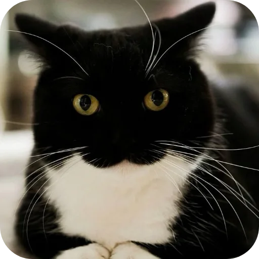 Стикер 🐱 из набора Объединенный стикерпак Unico |