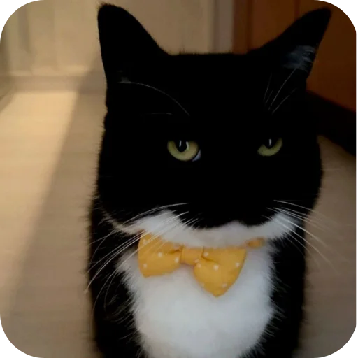 Стикер 🐱 из набора Объединенный стикерпак Unico |