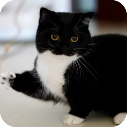 Стикер 🐱 из набора Объединенный стикерпак Unico |