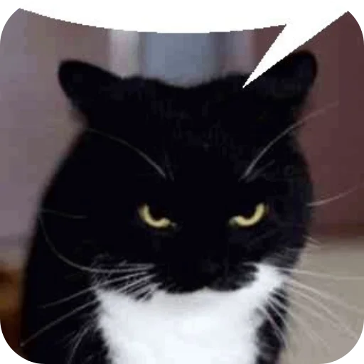 Стикер 🐱 из набора Объединенный стикерпак Unico |