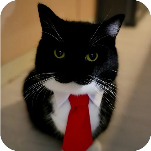 Стикер 🐱 из набора Объединенный стикерпак Unico |