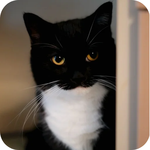 Стикер 🐱 из набора Объединенный стикерпак Unico |