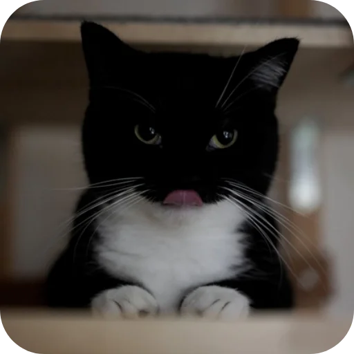 Стикер 🐱 из набора Объединенный стикерпак Unico |