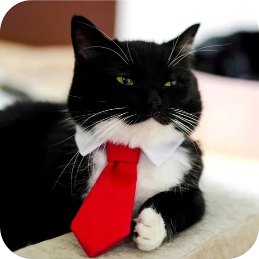 Стикер 🐱 из набора Объединенный стикерпак Unico |