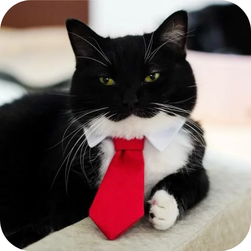 Стикер 🐱 из набора Объединенный стикерпак Unico |
