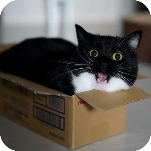 Стикер 🐱 из набора Объединенный стикерпак Unico |