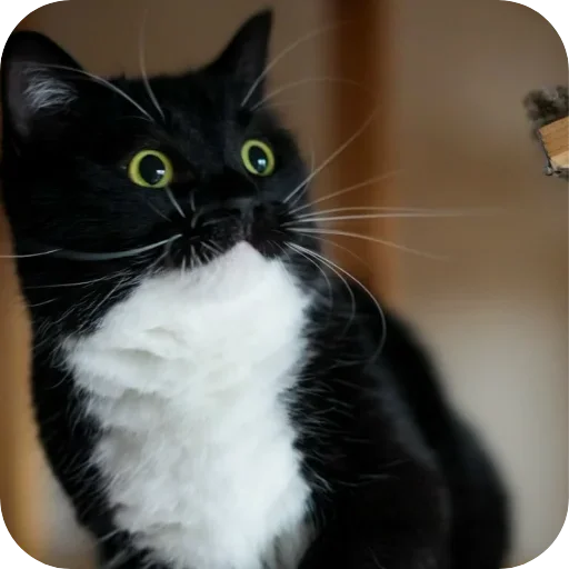 Стикер 🐱 из набора Объединенный стикерпак Unico |