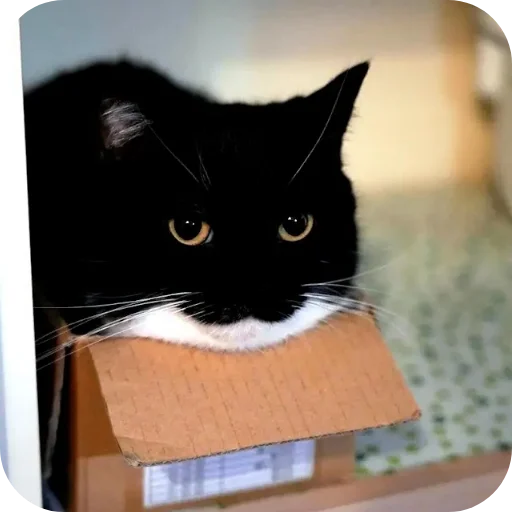 Стикер 🐱 из набора Объединенный стикерпак Unico |