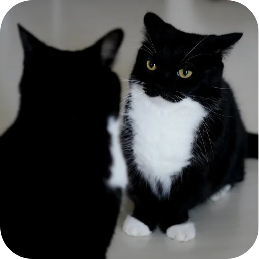 Стикер 🐱 из набора Объединенный стикерпак Unico |