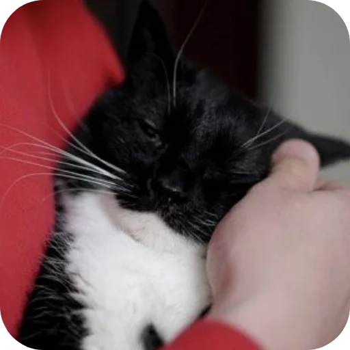 Стикер 🐱 из набора Объединенный стикерпак Unico |