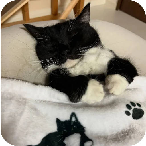 Стикер 🐱 из набора Объединенный стикерпак Unico |