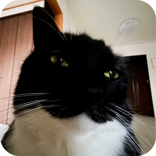 Стикер 🐱 из набора Объединенный стикерпак Unico |