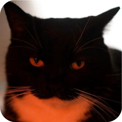Стикер 🐱 из набора Объединенный стикерпак Unico |