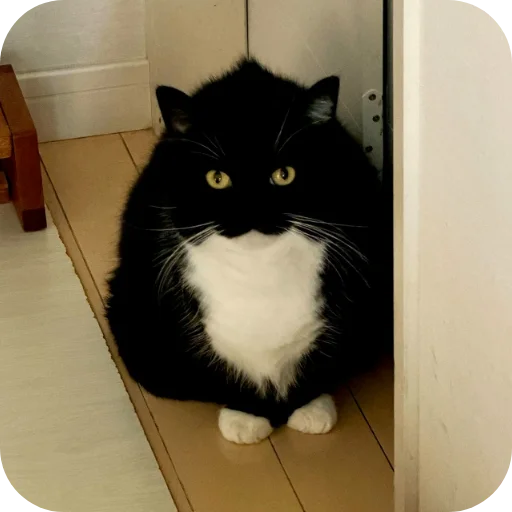 Стикер 🐱 из набора Объединенный стикерпак Unico |