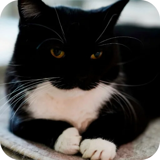 Стикер 🐱 из набора Объединенный стикерпак Unico |