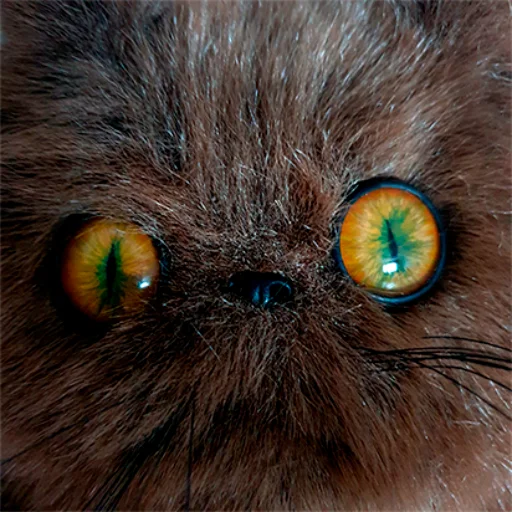 Стикер 🤨 из набора wool_lumps_