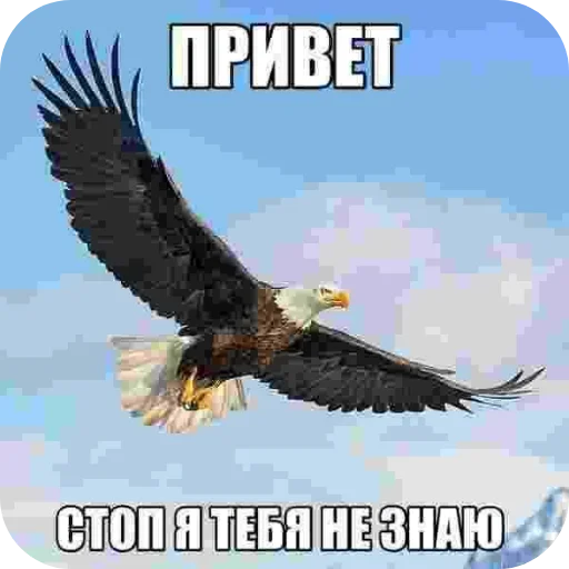 Стикер 🐦 из набора Zdarova 2.0