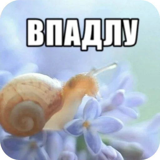 Стикер 🌸 из набора Zdarova 2.0