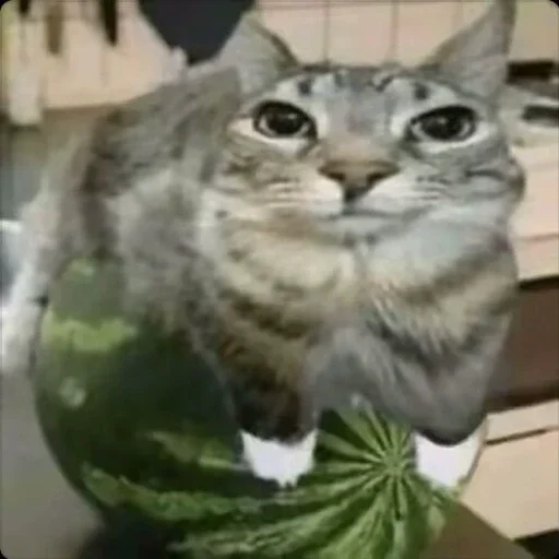 Стикер 😉 из набора 康神开播了 By