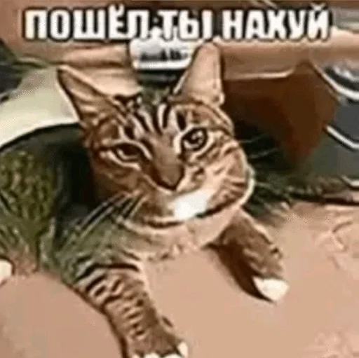 Стикер 🌟 из набора Ч2 ::