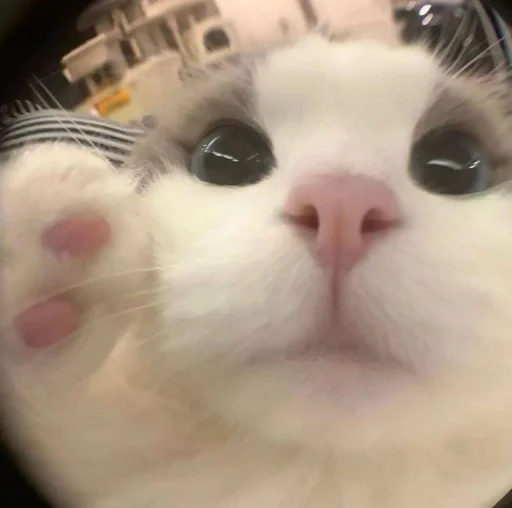 ⋆ 🐈♡゙.