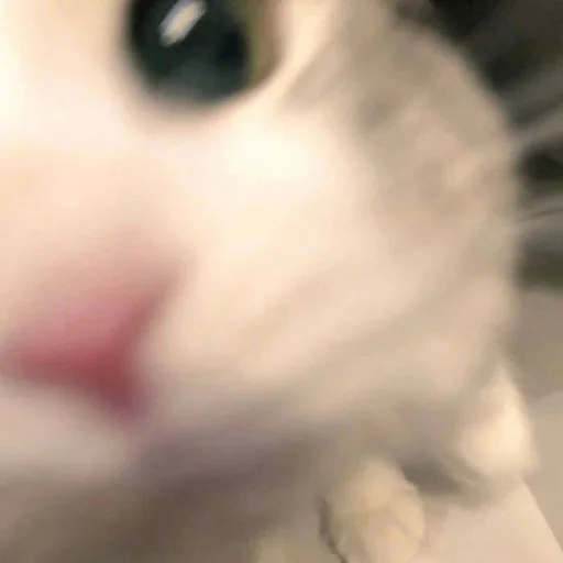 ⋆ 🐈♡゙.