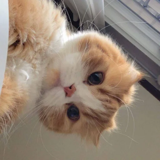 ⋆ 🐈♡゙.