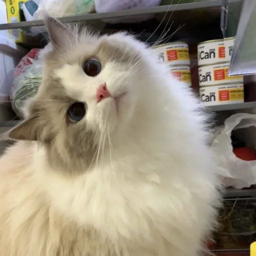 ⋆ 🐈♡゙.
