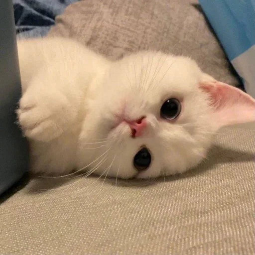 Стикер 🐈 из набора ⋆ 🐈♡゙.