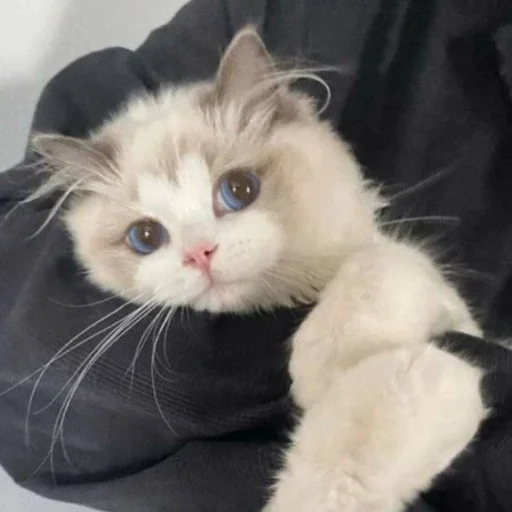Стикер 🐈 из набора ⋆ 🐈♡゙.