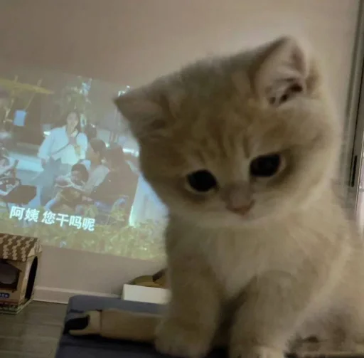 Стикер 🐈 из набора ⋆ 🐈♡゙.