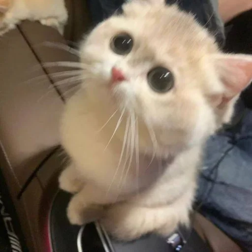 Стикер 🐈 из набора ⋆ 🐈♡゙.