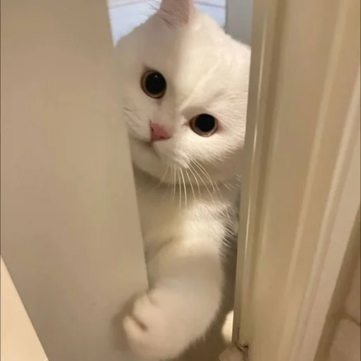 Стикер 🐈 из набора ⋆ 🐈♡゙.