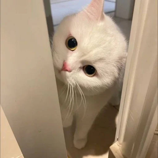 Стикер 🐈 из набора ⋆ 🐈♡゙.