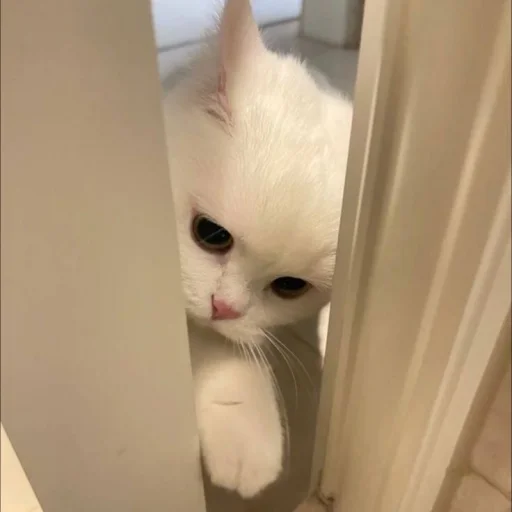 Стикер 🐈 из набора ⋆ 🐈♡゙.