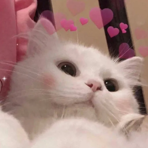 Стикер 🐈 из набора ⋆ 🐈♡゙.