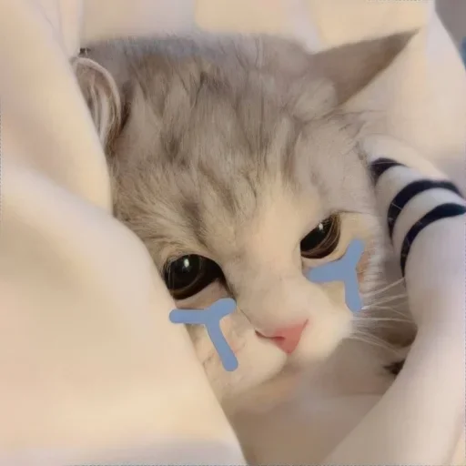 Стикер 🐈 из набора ⋆ 🐈♡゙.