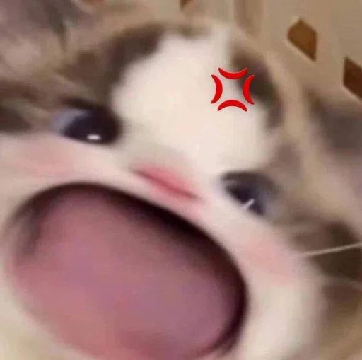 Стикер 🐈 из набора ⋆ 🐈♡゙.