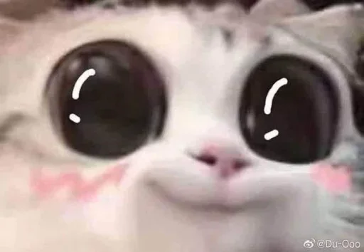 Стикер 🐈 из набора ⋆ 🐈♡゙.