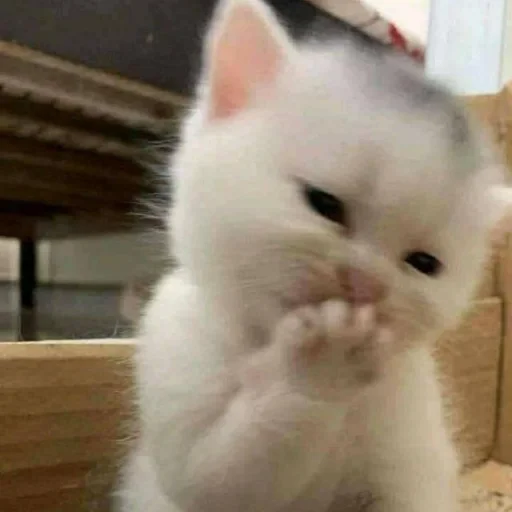 Стикер 🐈 из набора ⋆ 🐈♡゙.