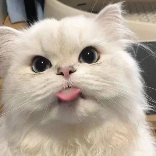 Стикер 🐈 из набора ⋆ 🐈♡゙.