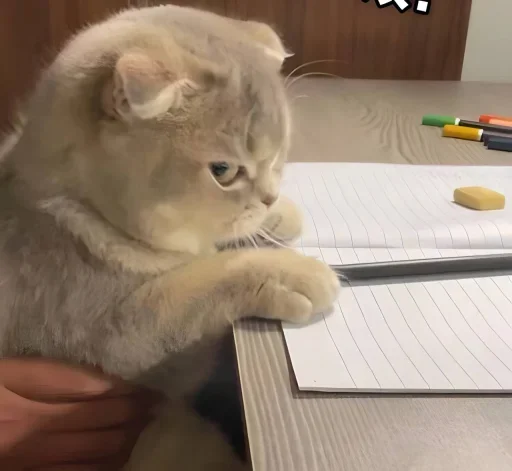 Стикер 🐈 из набора ⋆ 🐈♡゙.
