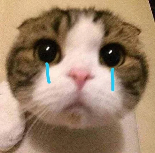 Стикер 🐈 из набора ⋆ 🐈♡゙.