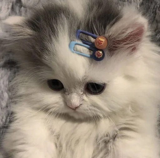 Стикер 🐈 из набора ⋆ 🐈♡゙.