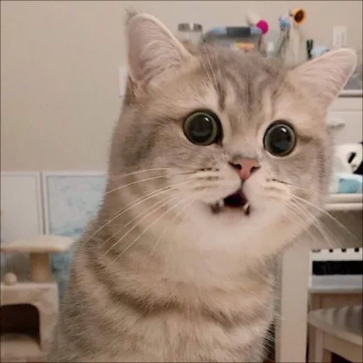 Стикер 🐈 из набора ⋆ 🐈♡゙.