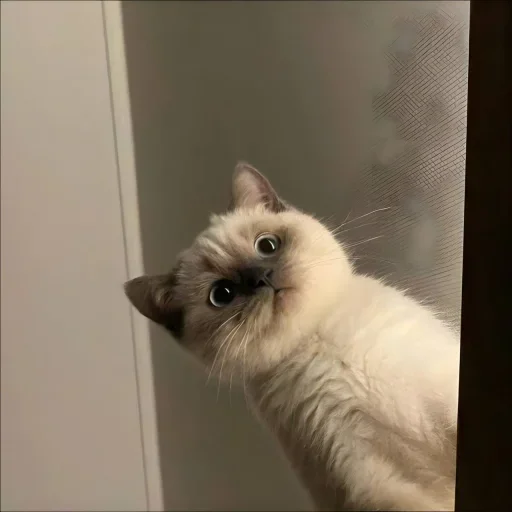 Стикер 🐈 из набора ⋆ 🐈♡゙.