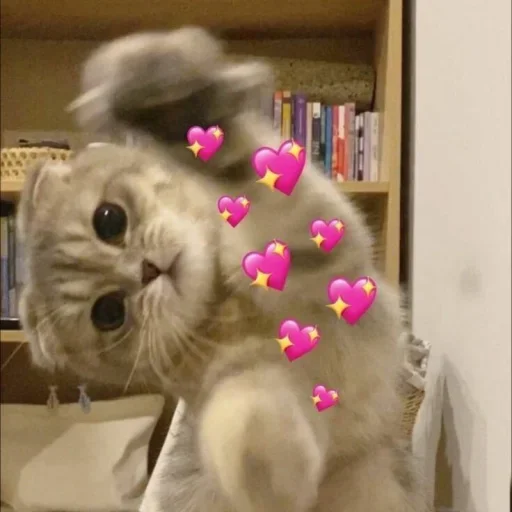 Стикер 🐈 из набора ⋆ 🐈♡゙.