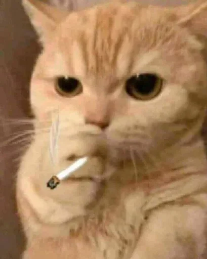 Стикер 🐈 из набора ⋆ 🐈♡゙.