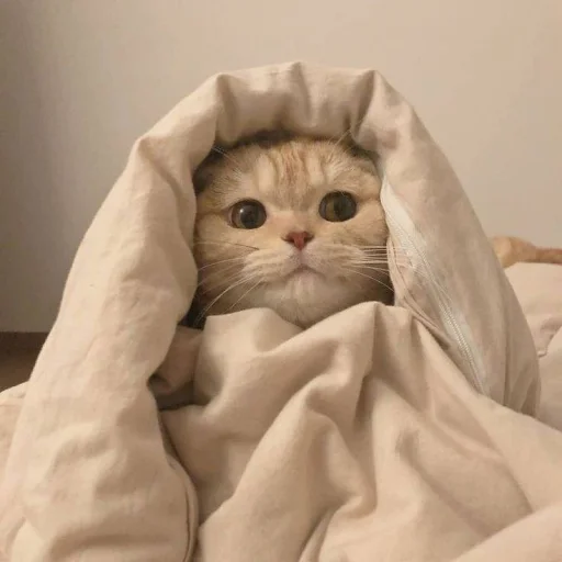 Стикер 🐈 из набора ⋆ 🐈♡゙.