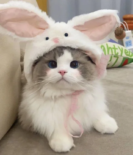Стикер 🐈 из набора ⋆ 🐈♡゙.